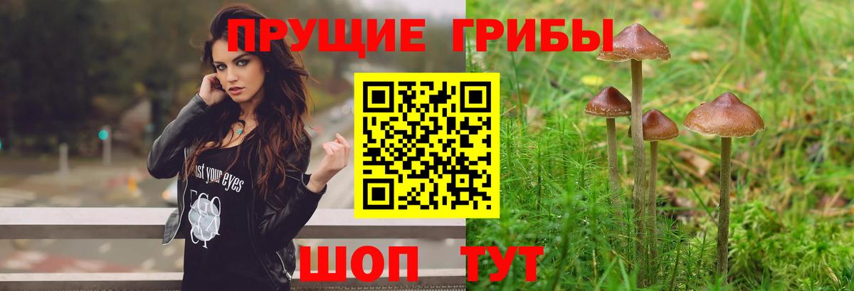 Галлюциногенные грибы мицелий  Кыштым  Галлюциногенные грибы мицелий 